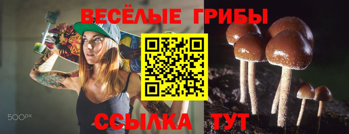 Псилоцибиновые грибы Psilocybe Комсомольск-на-Амуре